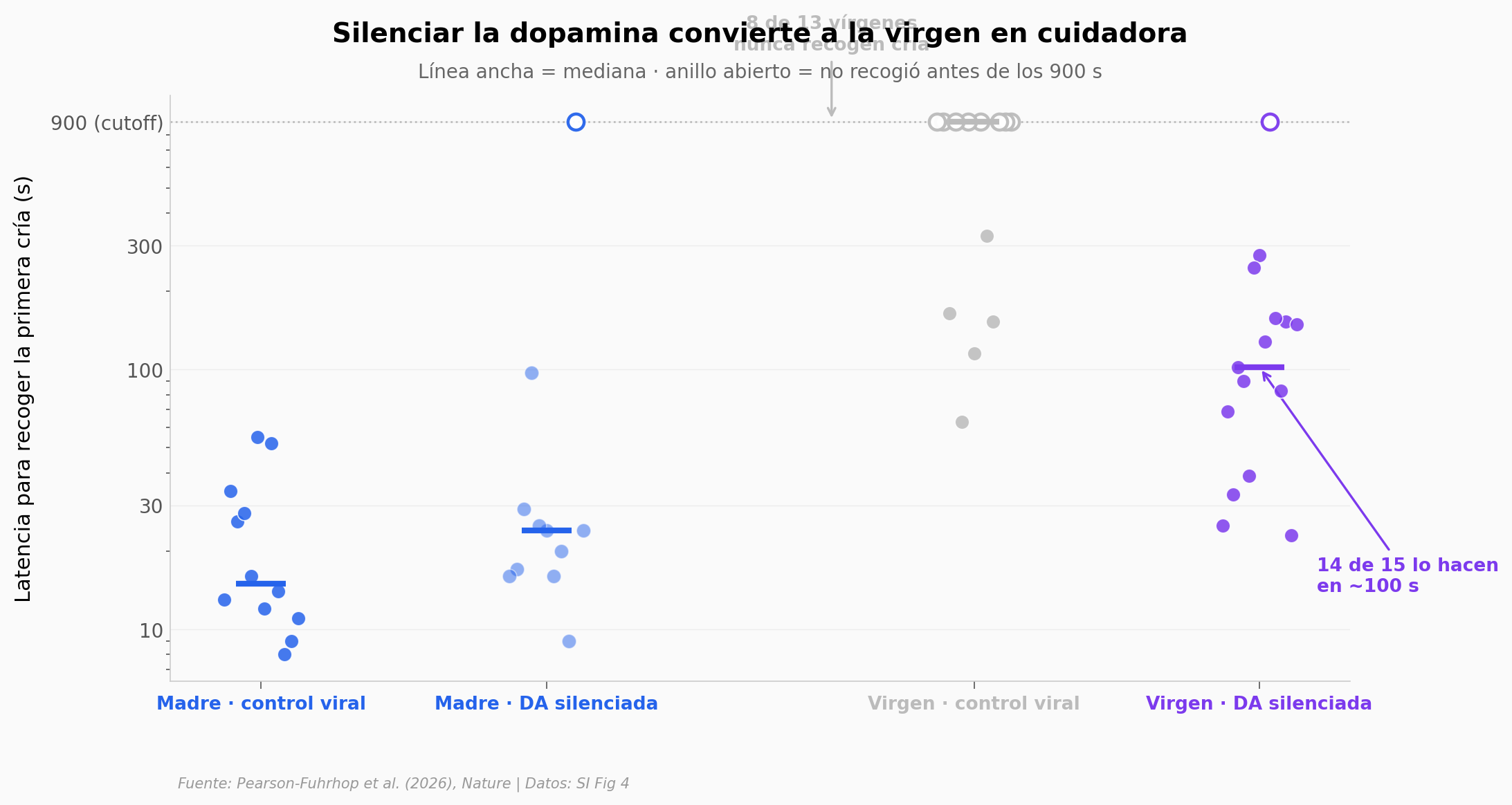 Silenciar dopamina convierte a la virgen en cuidadora