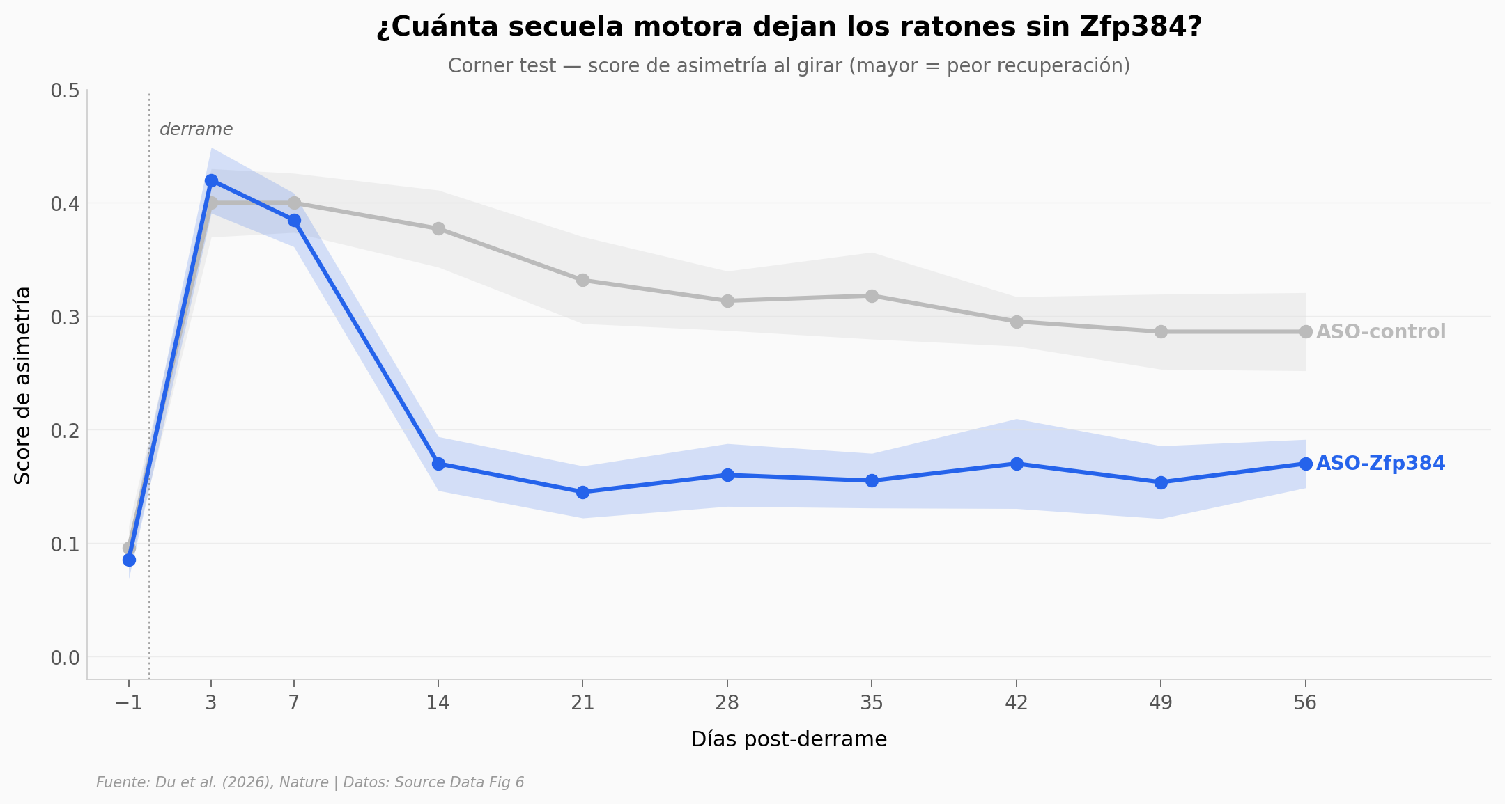 Trayectoria del Corner test: ratones con Zfp384 silenciado se recuperan más rápido y se mantienen mejor 56 días post-derrame