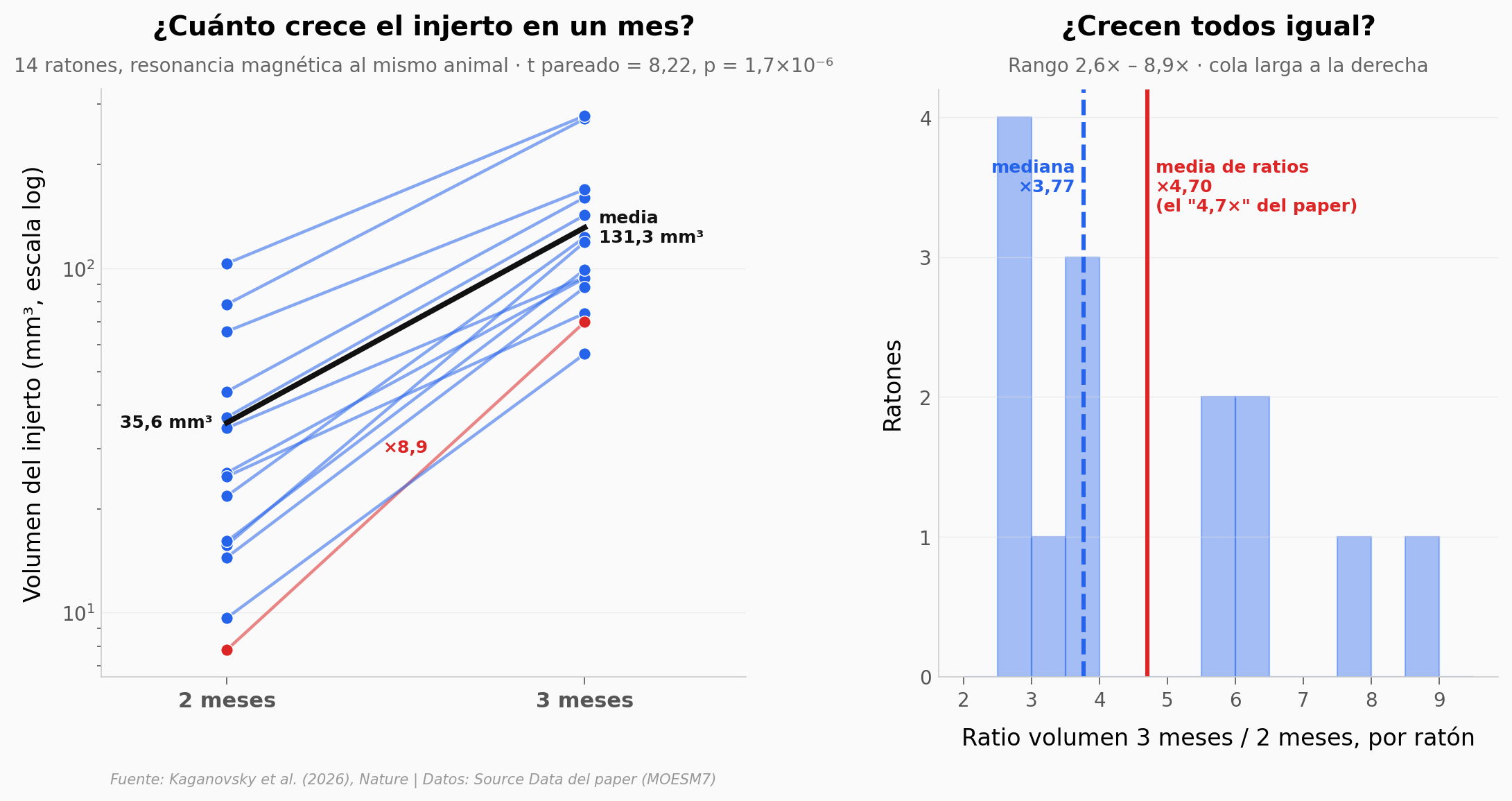 Crecimiento del injerto 2→3 meses
