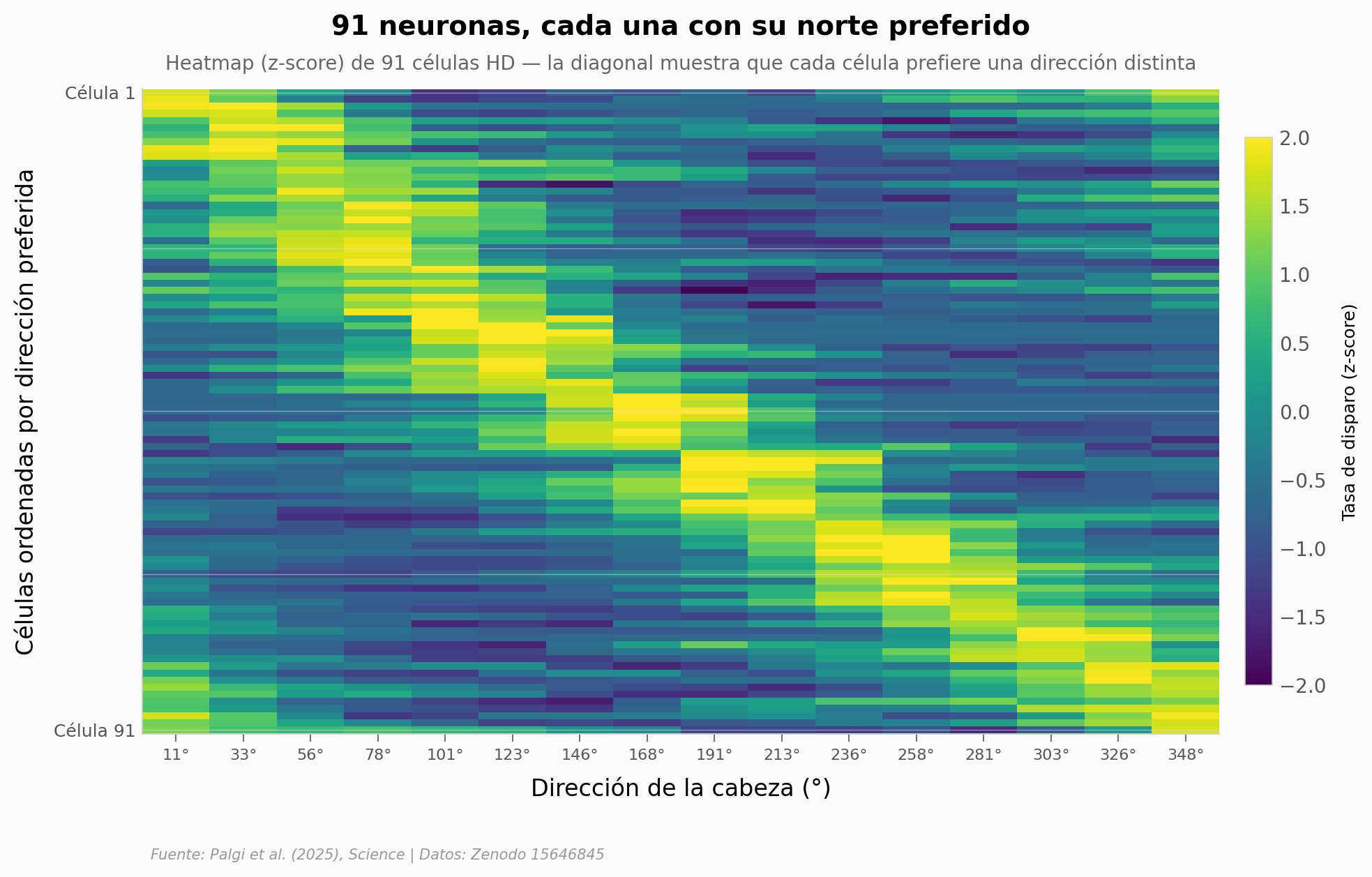Heatmap de 91 células HD ordenadas por dirección preferida