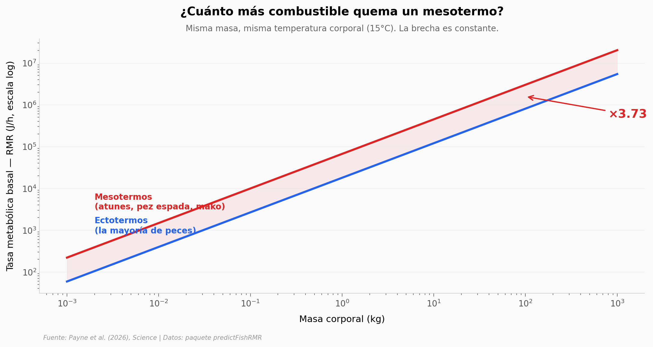 Diferencia de gasto energético entre mesotermos y ectotermos